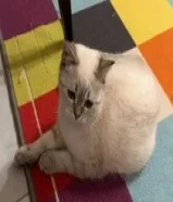 للبيع عمره 8 شهور