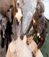 كلاب كين كورسو بيور جراوه للأعمار 3 اشهر للبيع