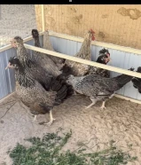 للبيع صيصان عربي قديم افرق الوان مميزه