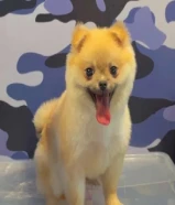 للبيع بومريانين ذكر