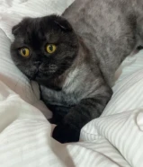 للتبني قطو سكوتش فولد