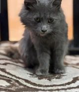 تبني انقاذ قطوه نوع الماني نادر ونظيفه وهاديه وجميله