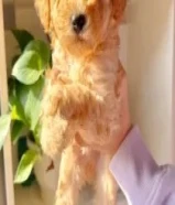 دينارMiniature Poodle Puppies For Sale