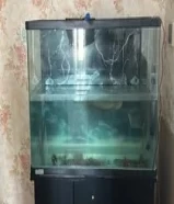 fish tank with ,fish all