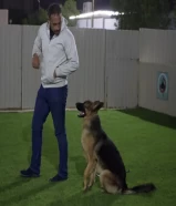 تدريب جميع الكلاب في الكويت