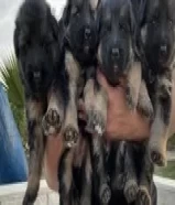 150 KWDجراء الراعي الألماني - German shepherd