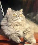 چيسي للتبني لظروف طارئه