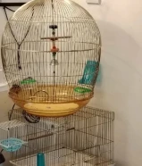 قفصين طيور مع أغراضهم بحاله جيده