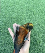 للبيع فرخين لوري