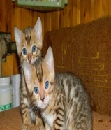 Male and female Bengal Kittens for a new home