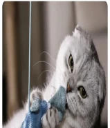 قط اسكوتش فولد ذكر للبيع