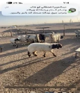 للبيع طلي تحت امه