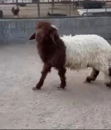 للبيع طليان
