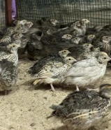 فري للعلف غير مطعم 110حبه ب 25 اطباق بيض اقل شي 10 اطباق .750 فلس الطبق