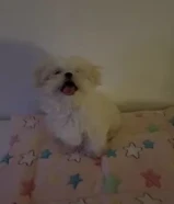 Loanللبيع جرو مالتيبو مستورده Maltipoo puppy