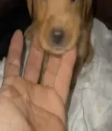 للبيع جروه قولدن انثي عمرها40يوم