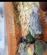 لوفبيرد فروخ لوفبيرد لوف بيرد الوان وأحجام ممتازة مشاء الله بداية عس العمر اقل من اسبوعين