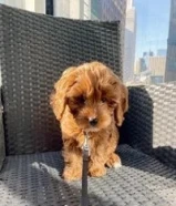 Cavapoo Puppies For Available