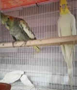 زوج كروان منتج من قبل