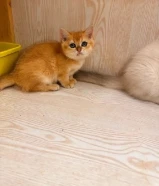 للبيع اناث 2 و ذكر