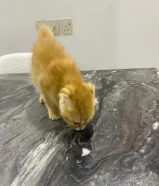 قطوة انثى للبيع العمر شهرين انثى المبلغ