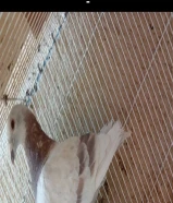 زوج زاجل - تم البيع الله يبارك للشاري