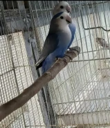 طفرات ازواج لوفبيرد منتجه انتاج البحرين نوادر الكويت