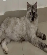 قطط للبيع — cats for sale