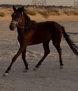 للبيع فلو انقليزي