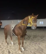 انجليزي بطل