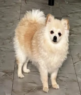 كلب بيور مع دفتر تطعيمات يوجد انثي وذكر