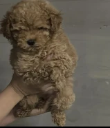 كلب توي بودل انثى بيور