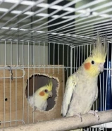 للبيع زوج كروان