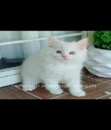 مطلوب كتنز ابيض نثية