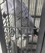 كاسكو للبيع