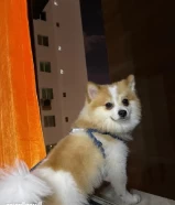 كلب ذكر بومرينيان فوكس للبيع Male Pomeranian Fox dog for sale