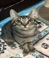 Kittens urgent adoption for free around 4 or 5 months