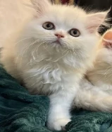 كيتن ذكر 3 شهور