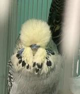 للبيع ازواج بادجي بلاك وينقز وبلاك فيس و هوقو وانجليزي