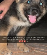 كلب مفقود والي يحصل الكلب له مكافأة