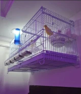 زوج كناري ايراني و زوج جاوا