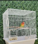 للبيع فيشر شرط فل ربوه يوقف على اليد مايعض هدد داخلي لعوب اليف جدا وجناح كامل وريش