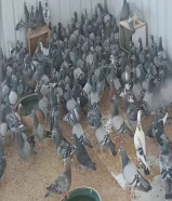 للبيع حمام زاجل