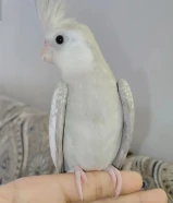 للبيع او للبدل كوكتيل (كروان انقليزي طفره ) ربوه وهدد داخلي ويلعب ويرقص ويغرد وشرط الصحه والريش