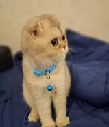 للبيع قطط سكوتش