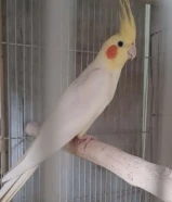 نتيه كروان لاتينى