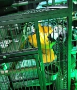 طائر امازون