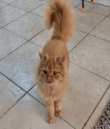 انثى شيرازي ميكس مع بريتيش