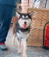 للبيع كلب هاسكي يلعب مع الكبار والاطفال