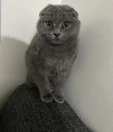 قطو سكوتش فولد العمر 3 اشهر للبيع